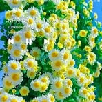 Nono Lisa - Facebook