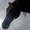 lisanuttall07 - @lisa.nuttall0 - TikTok