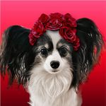 Lisa Oleson - @happydogclubpalmdesert - Instagram