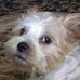Lisa Ollis Sigmon - Facebook