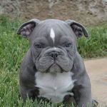 Lisa Osburn - @animalluv7771 - Instagram