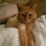 Lisa Miller Otis - @lisaotis460 - Instagram