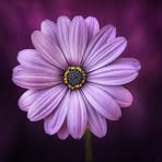 Lisa Ouyang - Facebook