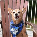 Lisa Overholt - @dog_so.fdumpmere - Instagram