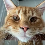 Lisa Marie Oxenham - @midwifewithmainecoons - Instagram