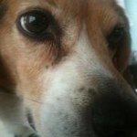 Lisa Pacelli - @pecanpie4boo - Instagram
