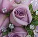 Lisa Pacelli - Facebook
