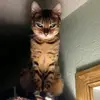 lisapagankitty - @lisapagankitty - TikTok
