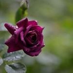 Lisa Pak - @lisapak8 - Instagram