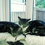 lisa parish - @lisa43277 - Instagram