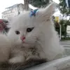 parlalisa - @parlalisa - TikTok