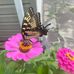 Lisa Parrill McNemar - Facebook