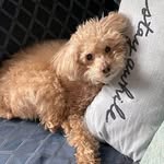 Lisa K Partlow - @crewbug4 - Instagram