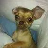 lisapelham3 - @lisapelham3 - TikTok