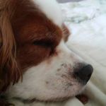 Lisa Pellow - @lisa.pellow - Instagram