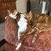Lisa Peyton - Facebook