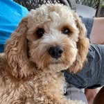 Lisa Pflaum Saunders - @happy_green_lisa - Instagram
