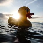 lisa_pinder3 - @daily_duck_tales - Instagram