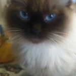 Lisa Pini - @pini_lisa - Instagram