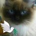Lisa Pini - Facebook