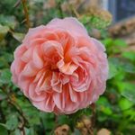 Lisa Pizana - @pizana_studio - Instagram