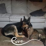 Lisa Levad Pohlman - @pohlmanpets - Instagram