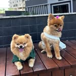 Lisa&Pool 🐾 - @lisapoollss - Instagram