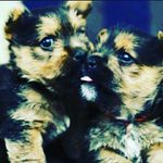 lisa portillo - @lisa_likes_helpeng - Instagram