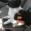 Bobo - @lisapreece - TikTok