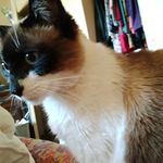 Lisa Preece - @leasaislocal - Instagram