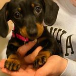 Lisa Purcell - @lisapurcell44 - Instagram