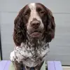 Lisa Pyne-Hanford - @lisa.pynehanford - TikTok