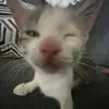 котик мяу мяу - @quadelisaa - TikTok