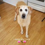 Lisa AndPhillip Quade - @nuteybear777 - Instagram
