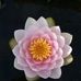 Lisa Quaranta - Facebook