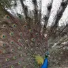 lisaquillin56 - @lisaquillin56 - TikTok