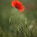 Lisa Quint - Facebook