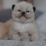 @lisaradolls_ragdolls - Instagram