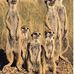 Lisa Rapson - Facebook