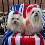 Lisa Reedy Jones - @cocoandchanelmaltese - Instagram