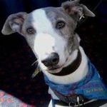 Lisa Rees - @dogoninetails - Instagram
