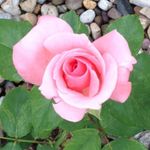 Lisa Vignovich Reeser - @max_6521 - Instagram