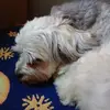 Lisa Rexrode - @lisa.rexrode2 - TikTok