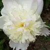 lisarhea65 - @lisarhea65 - TikTok