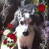 lisarhinehardt4 - @lisarhinehardt4 - TikTok