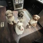 Lisa Ridgeway - @mandi_mazie_maggie_marley - Instagram