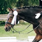 Lisa | Dressagerider - @lisahwk_riding - Instagram