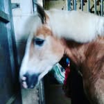 Lisa - @lisa_lou.riding - Instagram