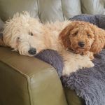 Lisa Rippon-Lee - @lisamrlee - Instagram