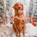 Lisa Ritz - Facebook